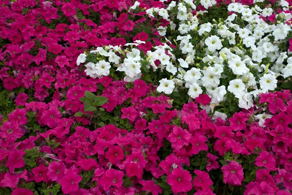 Silverge Casino Pas De Bonus De Dépôt