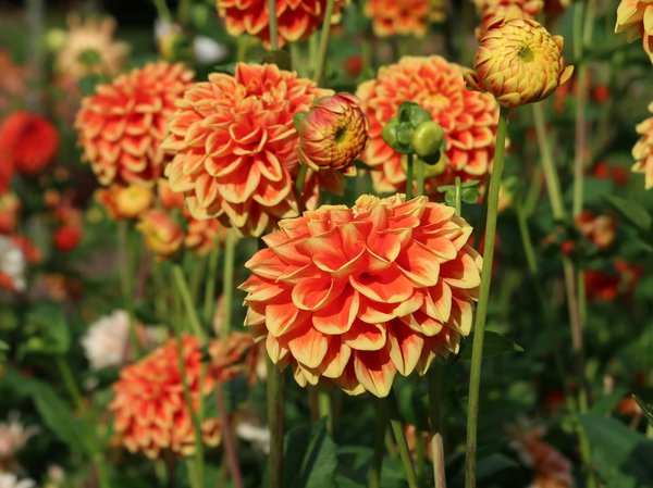 Machines à Sous Wms Les Mieux Performantes