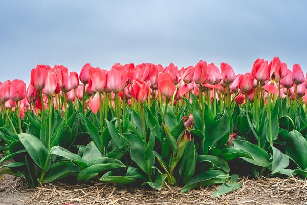 Mise D Assurance Blackjack