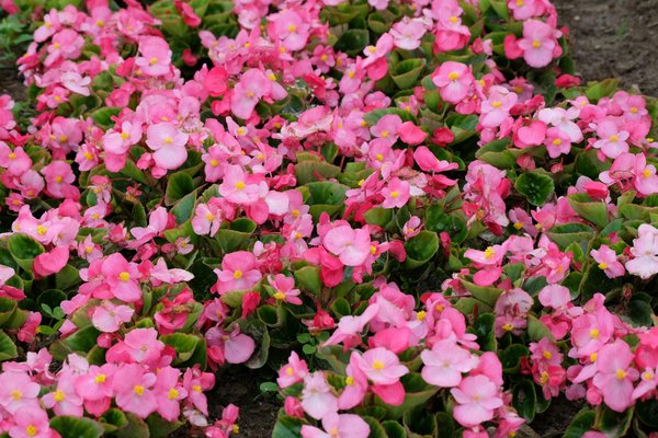 Machines à Sous Gratuits Sans Limite De Temps