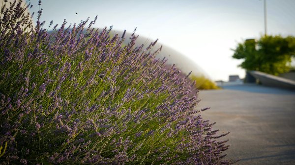 Les Techniques De La Roulette