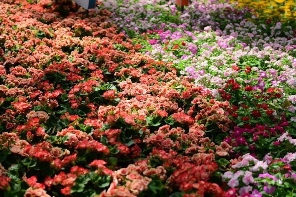 Machine à Sous En Ligne Libre