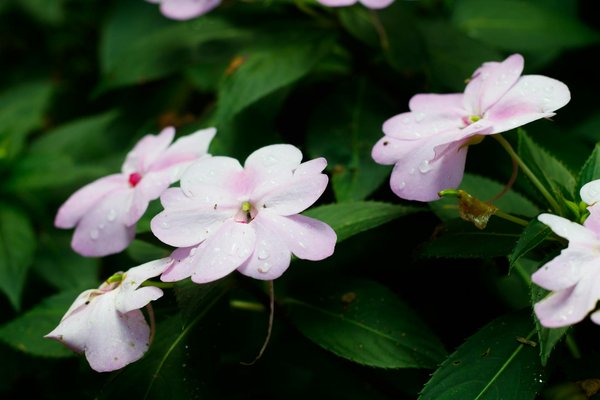 Résultats Du Loto S Il Vous Plaît