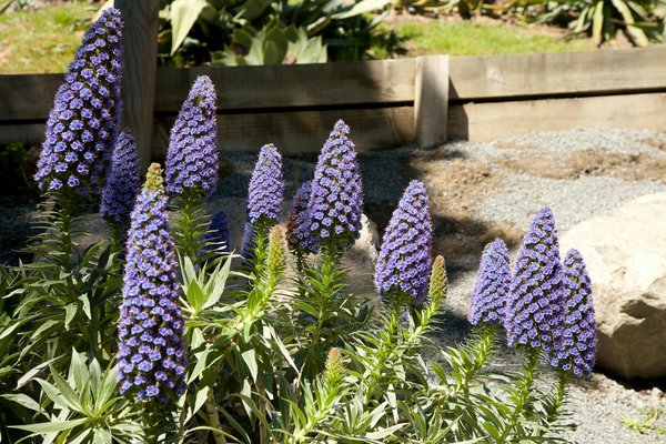 Red Dice Casino No Deposit Bonus