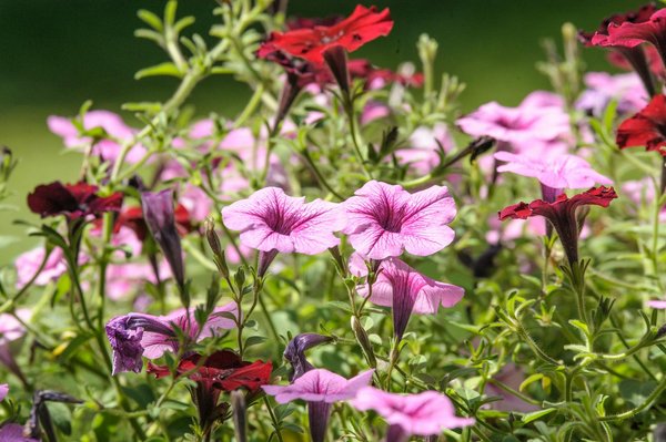 Roulette Démo En Ligne Gratuits