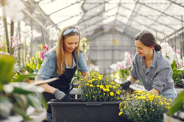 Serres de jardin à petit prix : Cultivez vos rêves verts sans casser la tirelire