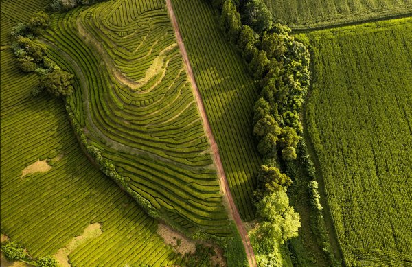 Les secrets d'une pelouse verdoyante et sans mauvaises herbes