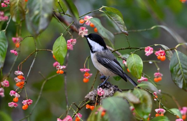 Pourquoi recycler les mégots ?